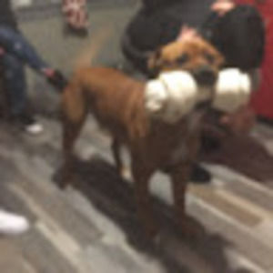 Meet your Posher, Joyce